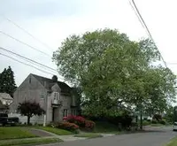 London planetree