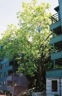 London planetree