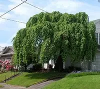 Weeping cherry