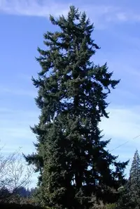 Douglas-fir