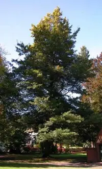 Willow oak