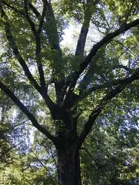 Northern red oak