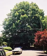 Northern red oak