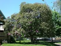 Ponticum rhododendron