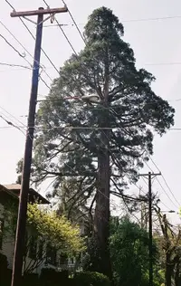 Giant sequoia