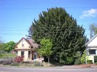English yew