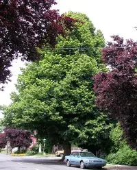 Bigleaf linden