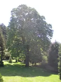 Bigleaf linden