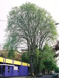 American elm