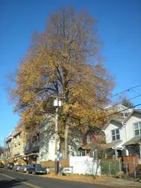 English elm