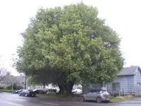 Oregon myrtle