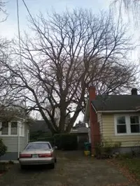 Black walnut